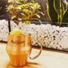 botanical cafe rieti